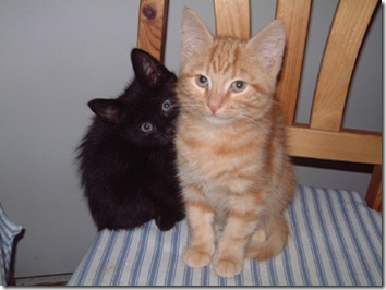 041110_katter