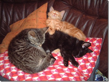 041112_katter