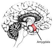 amygdala