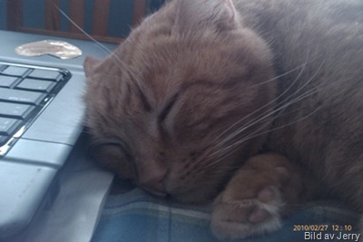 1002_katt