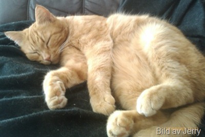 100307_felix4 100307_felix4