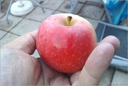 1009_apple1