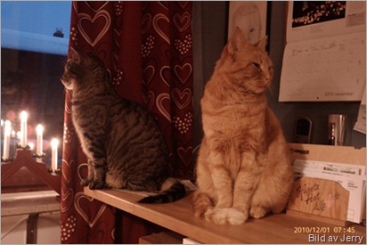 Kattpojkar Kattpojkar