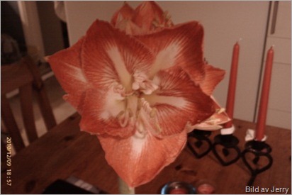 Årets amaryllis
