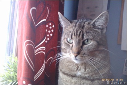 Maxi