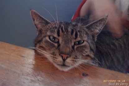 Maxi