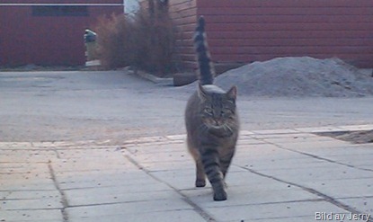 Maxi Maxi