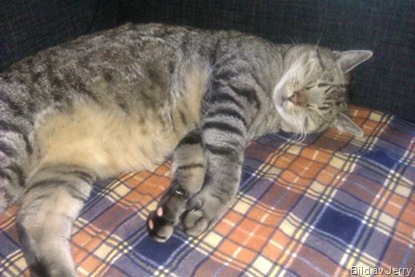 Maxi