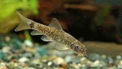 Garra rufa