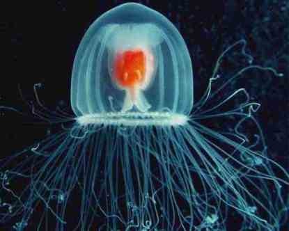 Turritopsis nutricula Turritopsis nutricula