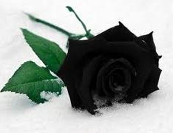 blackrose