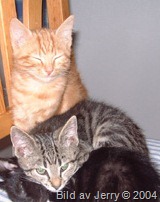November 2004