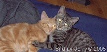 Maxi och Felix i början på 2005.