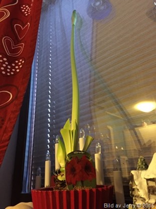 2015-01-11 Amaryllis