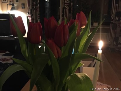 2015-02-01 Tulpaner 2015-02-01 Tulpaner