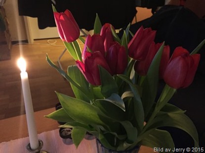 2015-02-01 Tulpaner 2015-02-01 Tulpaner