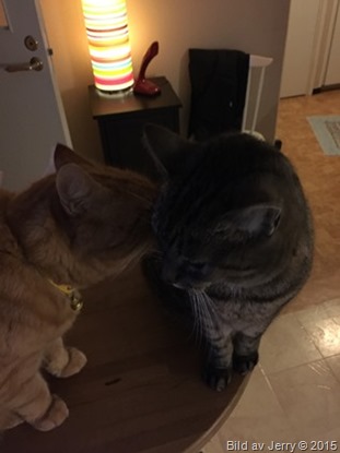 2015-02-02 Felix & Maxi