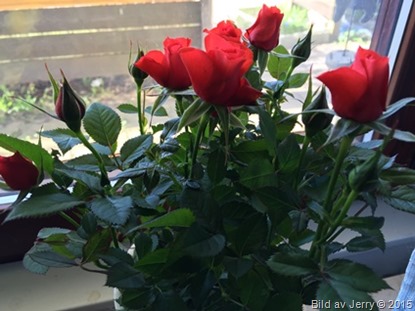 2015-04-26 Rosor