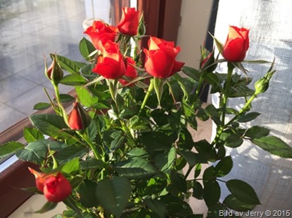 2015-04-26 Rosor