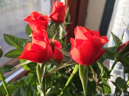 2015-04-26 Rosor