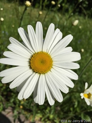 2015-06-12 Prästkrage 2015-06-12 Prästkrage
