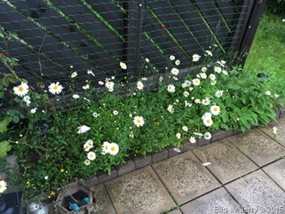 2015-06-14 Prästkragar