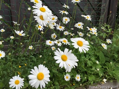2015-06-19 Prästkragar