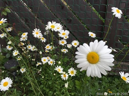 2015-06-19 Prästkragar