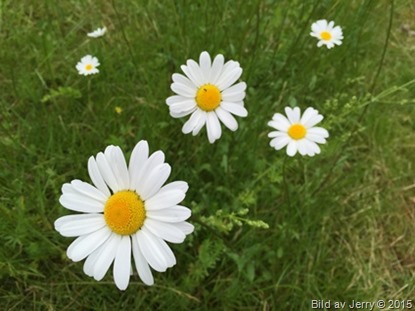 2015-06-19 Prästkragar