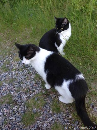 2015-06-21 Trassel och Mini