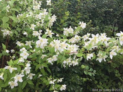 2015-07-05 Hägg 2015-07-05 Hägg