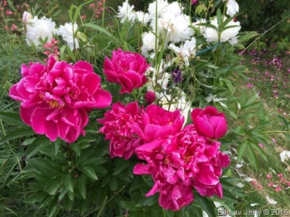 2015-07-07 Husbyborg
