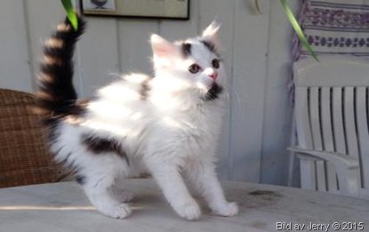 Maja 2015-07-11 Maja 2015-07-11