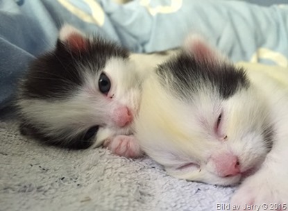 Minis kattungar
