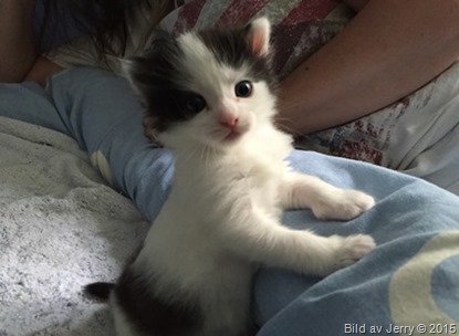 2015-09-26 Kattunge 2015-09-26 Kattunge