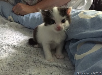 2015-09-26 Kattunge 2015-09-26 Kattunge