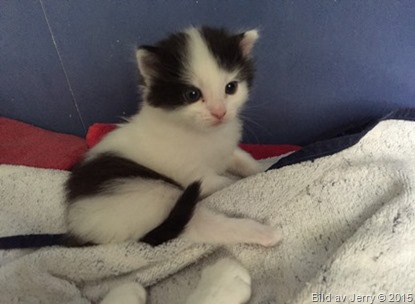 2015-09-26 Kattunge 2015-09-26 Kattunge