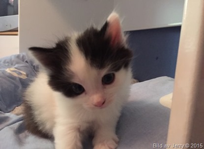 2015-10-02 Kattunge "Muffins"