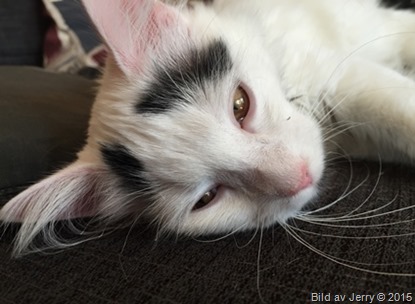 2015-10-03 Maja