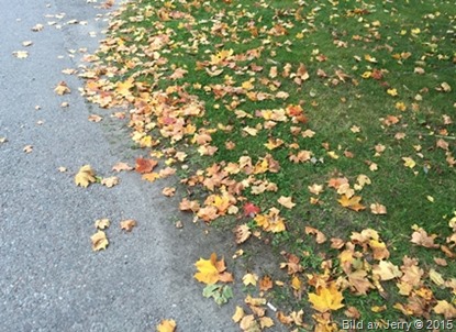 2015-10-07 Hösten 2015-10-07 Hösten