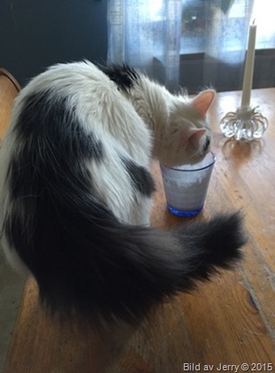 2015-10-24 Maja