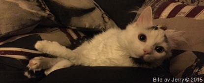 2015-10-31 Maja
