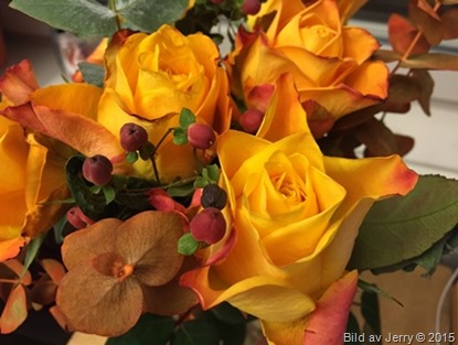 2015-11-12 Gula rosor