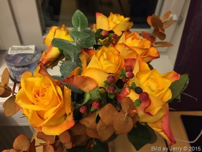 2015-11-12 Gula rosor