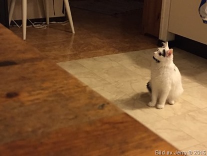 2015-11-12 Katten Maja