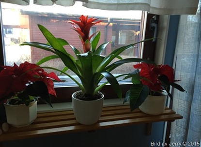 2015-11-22 Ananasblomma