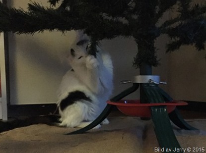 Första Advent 2015