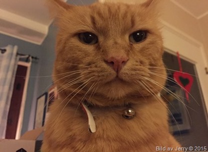 2015-12-07 Felix