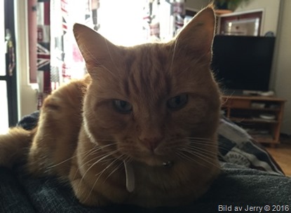 2016-01-06 Felix 2016-01-06 Felix
