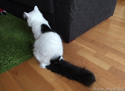 2016-01-06 Maja 2016-01-06 Maja
